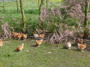 Poulet plein air - fleurs