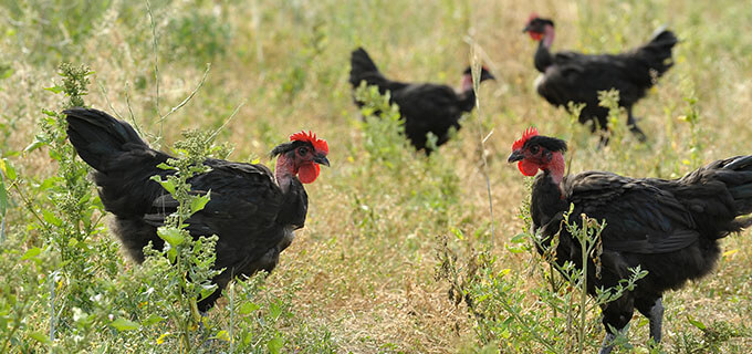 Poulets noir bio, elevage en plein air, Le Picoreur