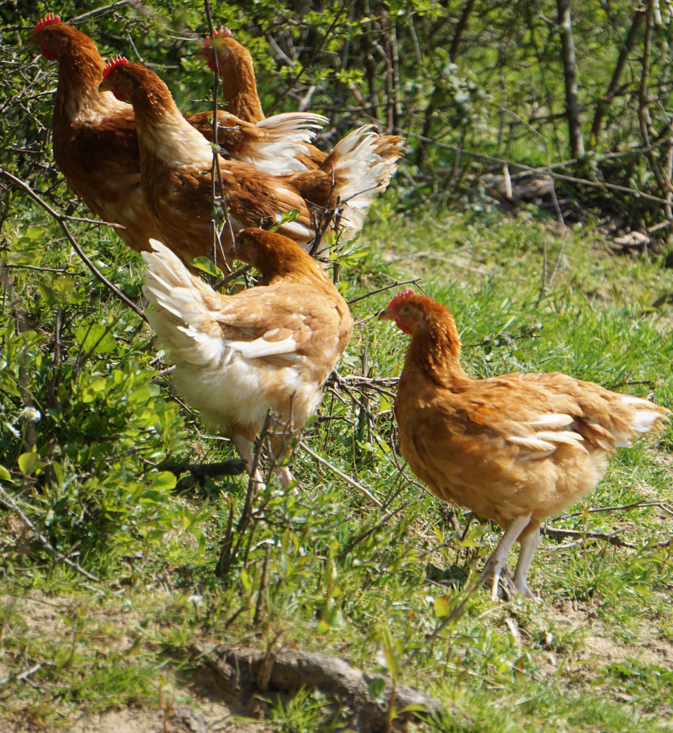 Poules bio et engagement pour la Biodiversité Le Picoreur