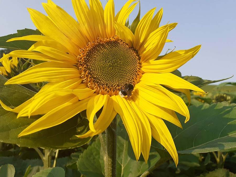 tournesol, biodiversité et Le Picoreur