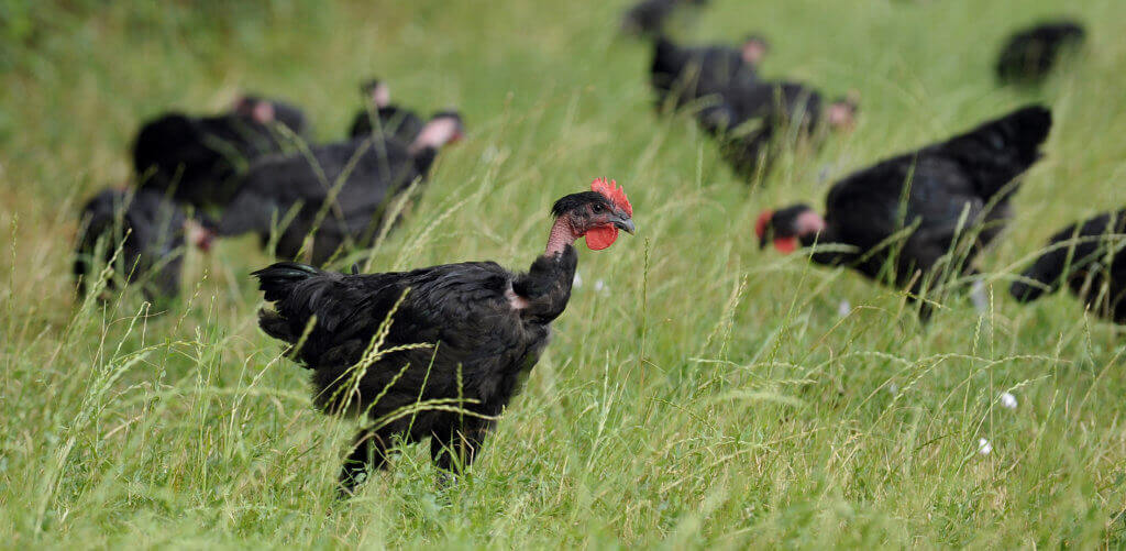 Poulet noir en plein air Le Picoreur